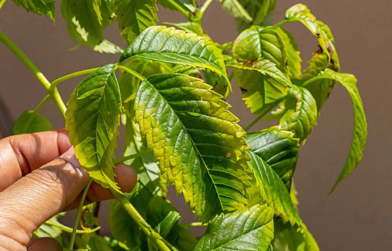 Attenzione al troppo sole: ecco le piante che soffrono
