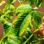 Come riconoscere le carenze nutritive delle piante