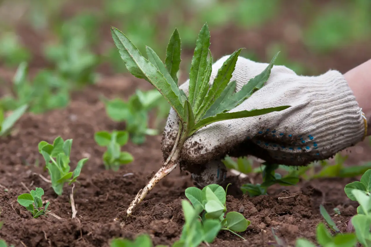 Come eliminare le erbacce dal giardino senza diserbanti chimici