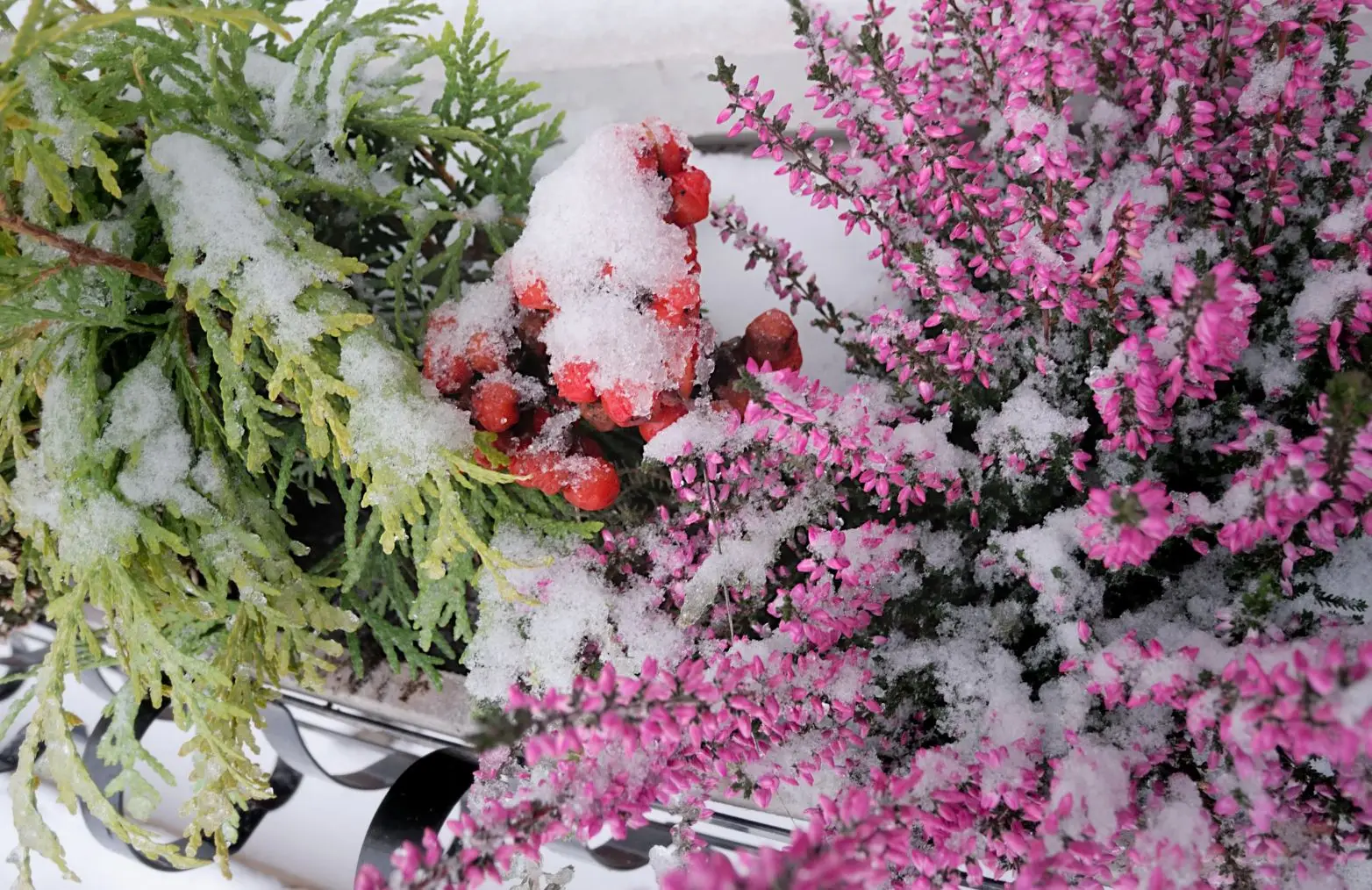 Piante da esterno che resistono al freddo