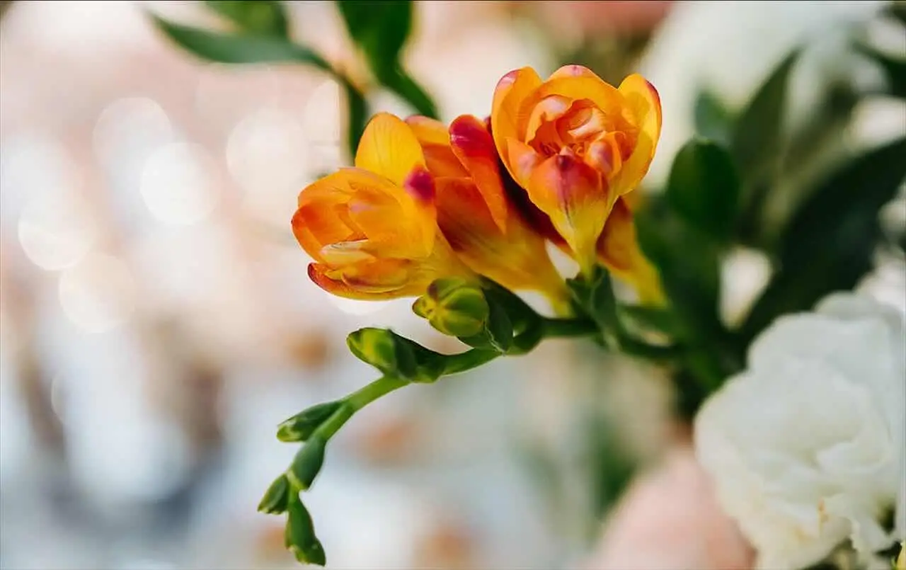 Il trucco per avere fiori sempre vivi